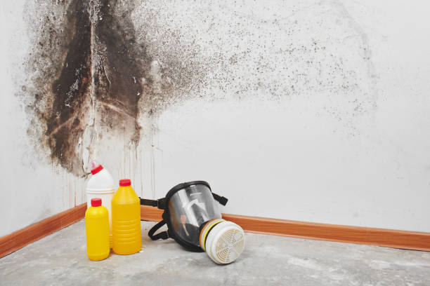 Best Localized Mold Remediation (e.g., coastal areas, humid climates) in Buchanan, VA