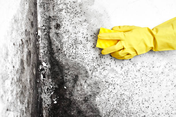 Best Insurance-Related Mold Remediation in Buchanan, VA