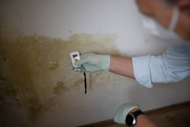 Best White Mold Remediation in Buchanan, VA