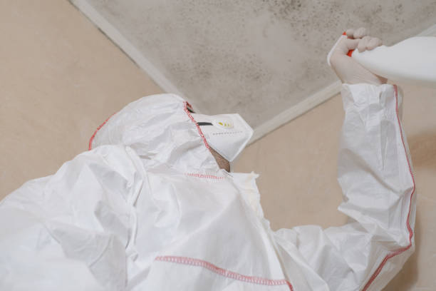 Best Basement Mold Remediation in Buchanan, VA