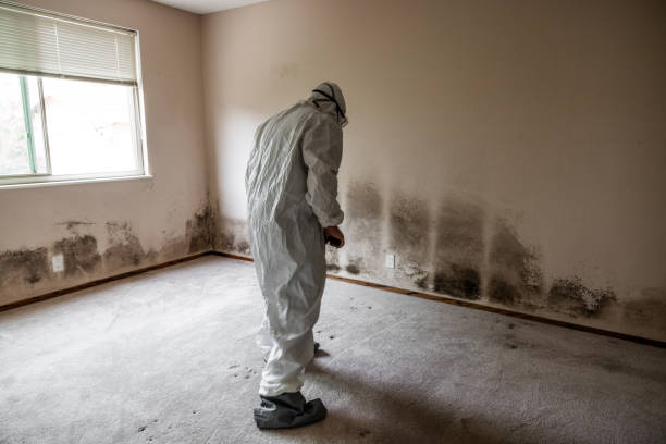 Best Bathroom Mold Remediation in Buchanan, VA